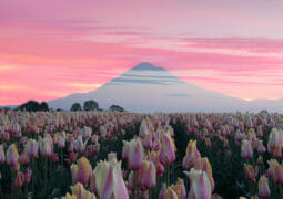 Mt Hood Tulips