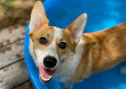 How much does it cost to own a dog?