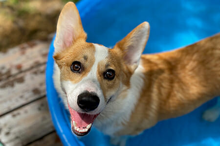 How much does it cost to own a dog?